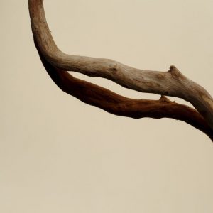 Bandoxal Brillant Bronze 219